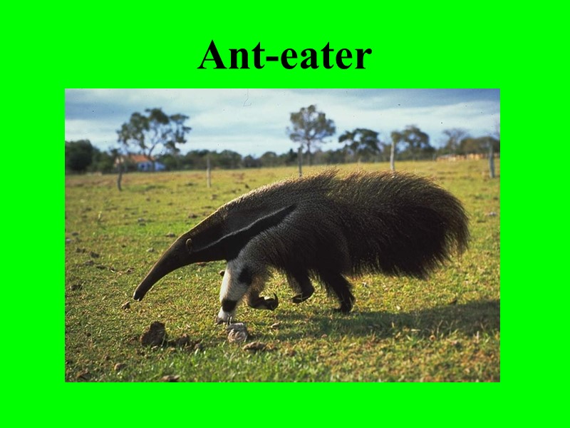 Ant-eater